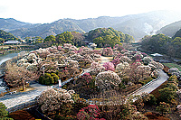 南楽園 梅まつり