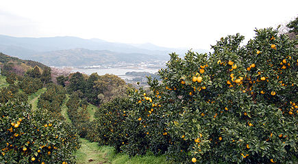 ���C���ʐ^