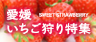 愛媛県内のいちご狩りスポット