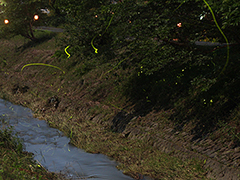 愛媛県内子町柿原川周辺