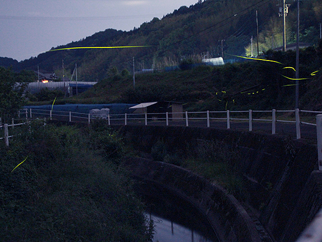 外山地区のほたる写真