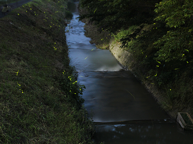 柿原川のホタル写真