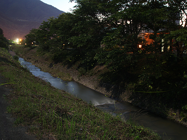 柿原川のほたる写真