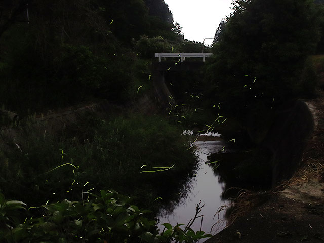 松山市吉藤 ホタルの写真