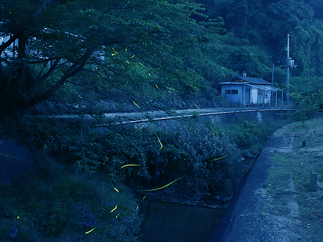 松山市吉藤 ホタルの写真