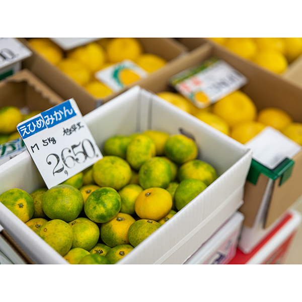 里商店の高級柑橘「紅まどんな」6個入り（6名）