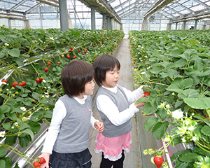 伊予市中山町いちご狩り観光農園 ビューファーム