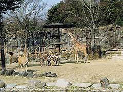 愛媛県立とべ動物園