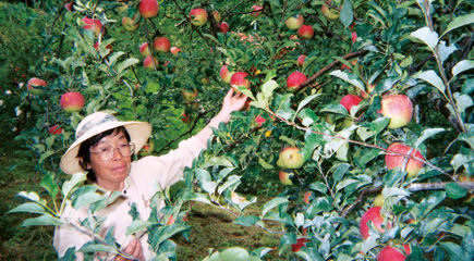 こだわり栽培おばあちゃんの高原りんご