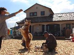 dogcafe&run グランノンノ