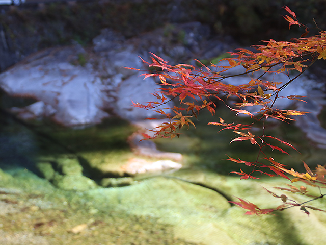 面河渓谷紅葉写真