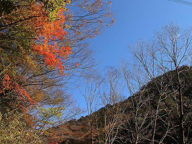 面河渓谷紅葉写真