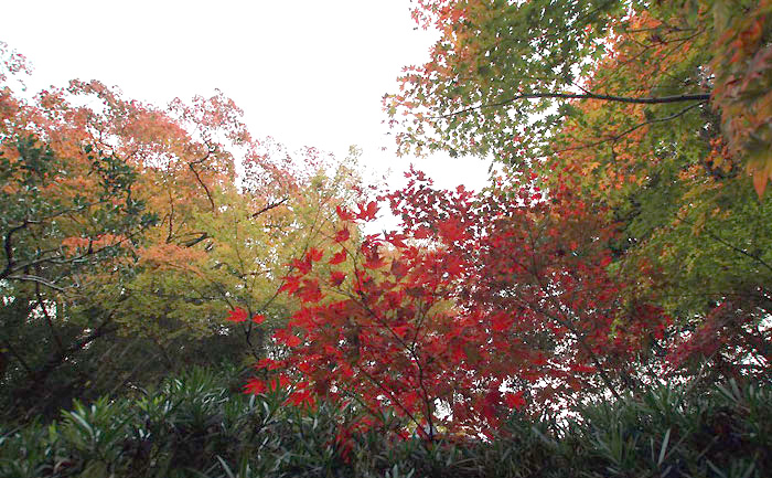 庭園を散歩中に。2016年11月19日（土）16：42撮影