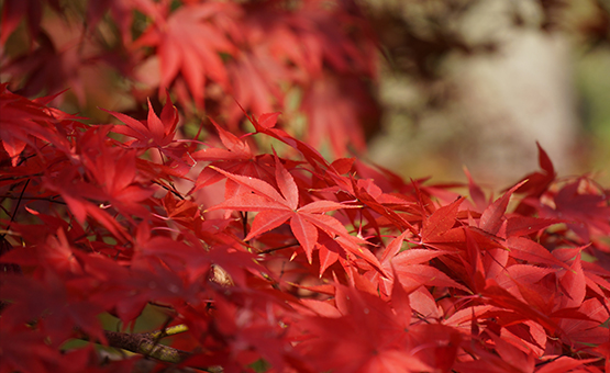 紅葉イメージ