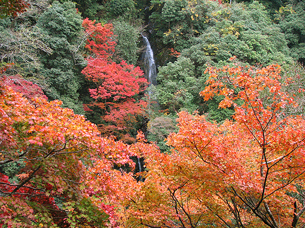 紅葉イメージ